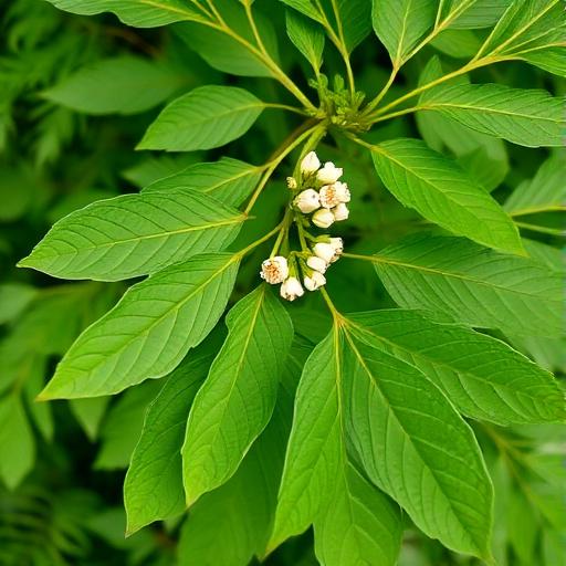Neem