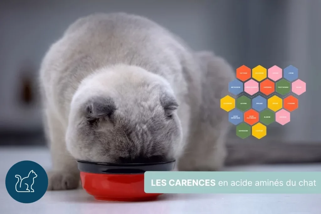 Les carences en acides aminés du chats : La Taurine