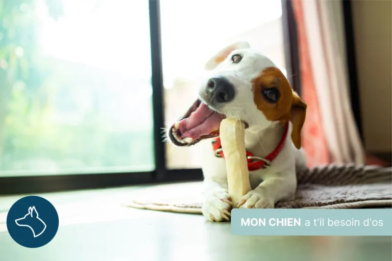 Mon chien a-t-il besoin d&rsquo;os ?