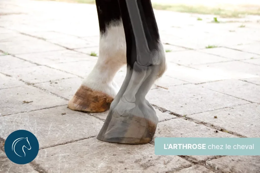L'arthrose chez le cheval : la piste immunitaire