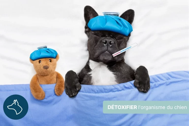 Comment détoxifier l&rsquo;organisme de son chien ?