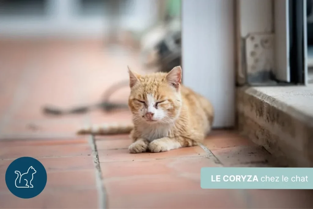 Le coryza du chat : symptômes, traitements et prévention