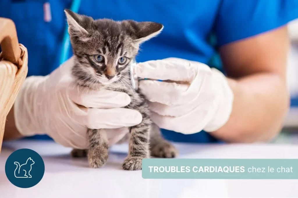 Troubles cardiaques chez le chat : origines et traitements