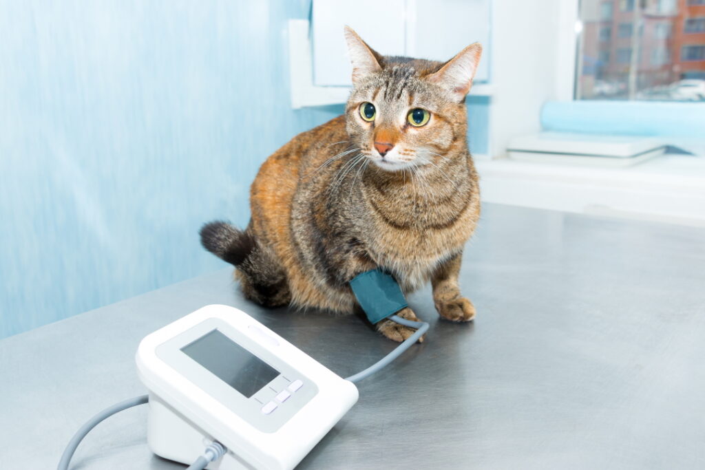 Troubles cardiaques chez le chat origines et traitements • Lore