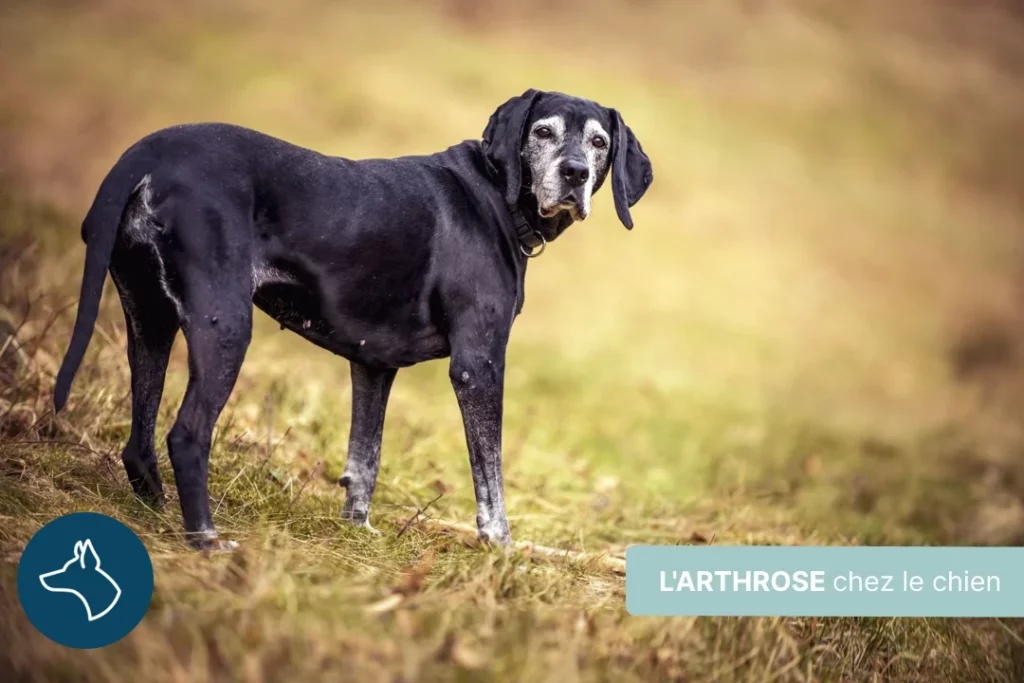 Comment traiter l’arthrose chez le chien ?