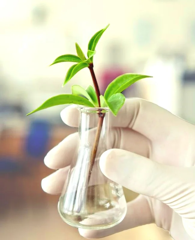 Extrait de plante médicinale