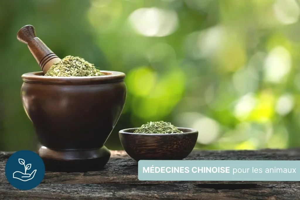 Médecine chinoise pour les animaux : comprendre le rôle des organes