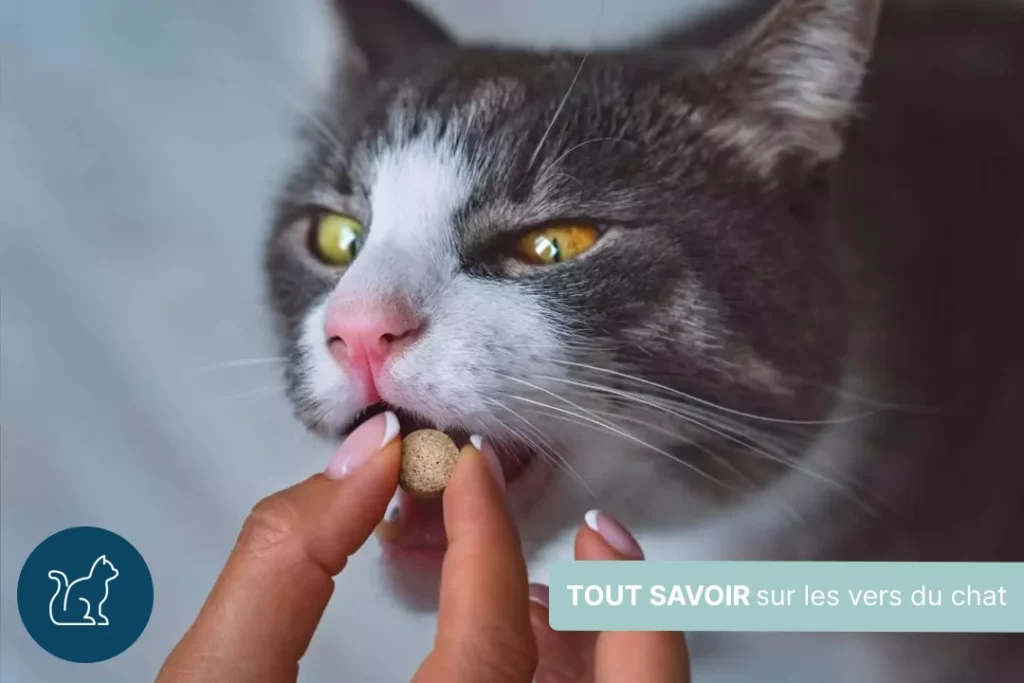 Tout savoir sur les vers chez le chat : symptômes, traitements, prévention