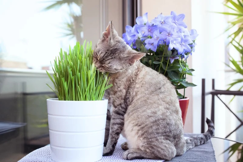 Plantes médicinales pour les animaux