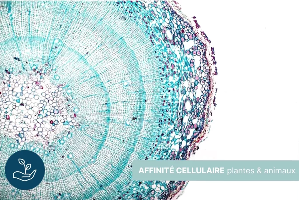 L'affinité cellulaire : certaines plantes possèdent les mêmes cellules que nous et nos animaux
