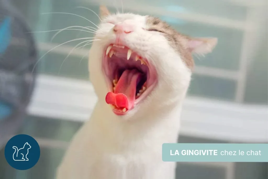 Tout savoir sur la gingivite chez le chat : symptômes, causes et traitements