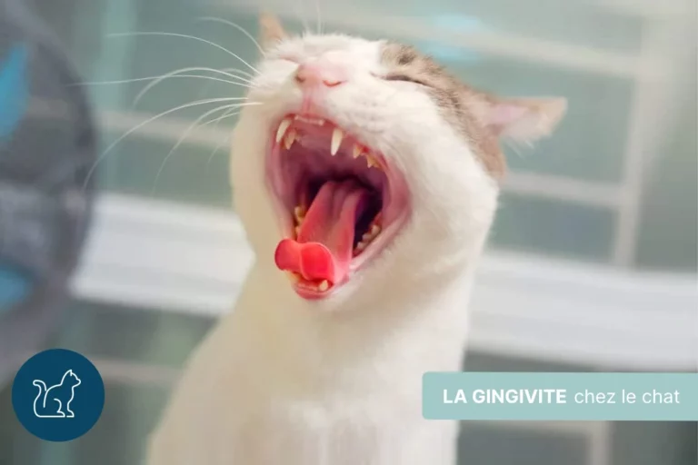 Gingivite chez le chat : symptômes, causes et traitements