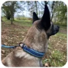 Collier cordage chien résistant Lore & Science