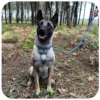 Laisse conduite chien Lore & Science