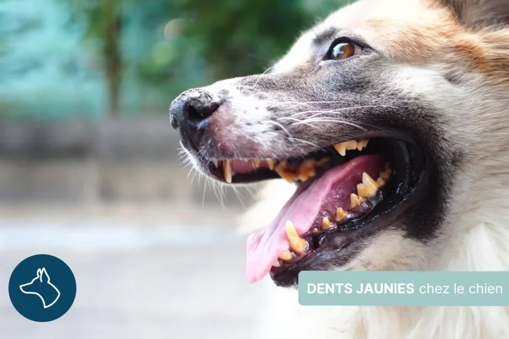 Dents jaunies chez le chien : solutions pour retrouver une bonne hygiène dentaire