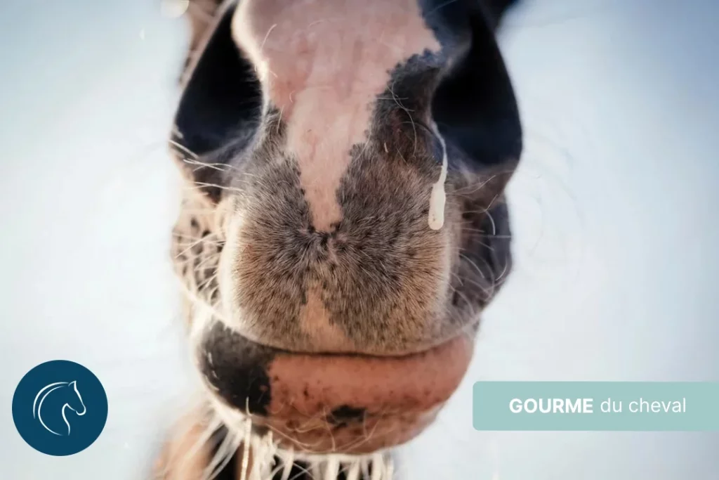 Gourme du Cheval : Symptômes, Causes, Traitements et Prévention