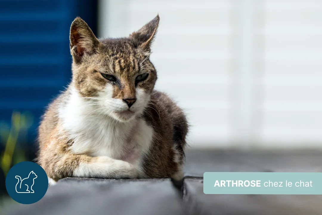 Arthrose chez le chat : symptômes et solutions naturelles