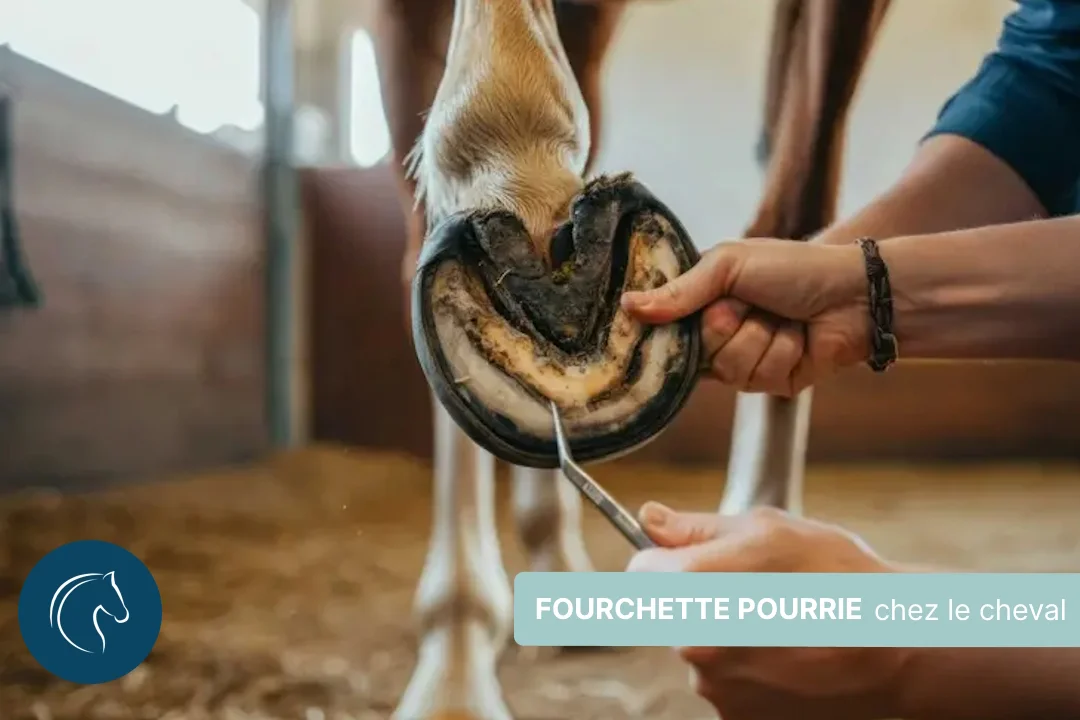 Fourchette pourrie du cheval : comment soigner ?
