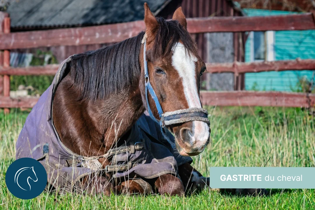 Gastrite du cheval, symptômes et traitements