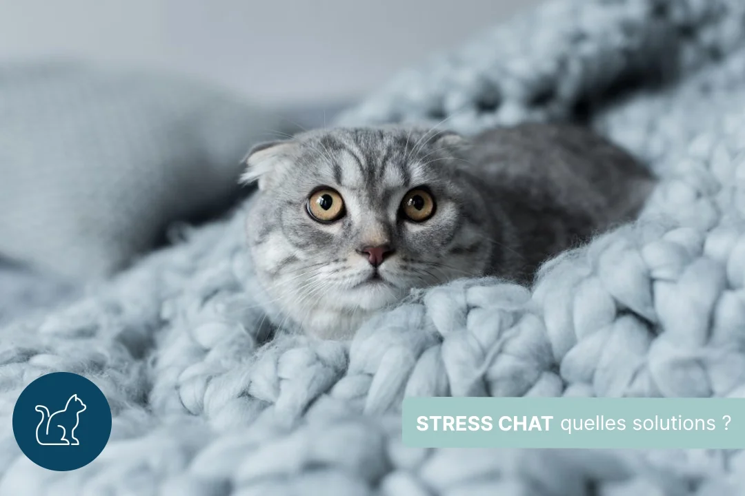 Chat stressé : comment l’apaiser ?