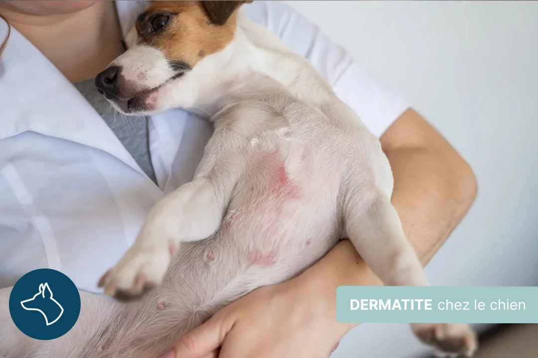 Dermatite du chien, symptômes et traitements