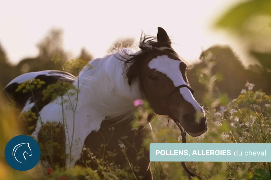 Pollens, allergies respiratoires du cheval, comment prévenir ?