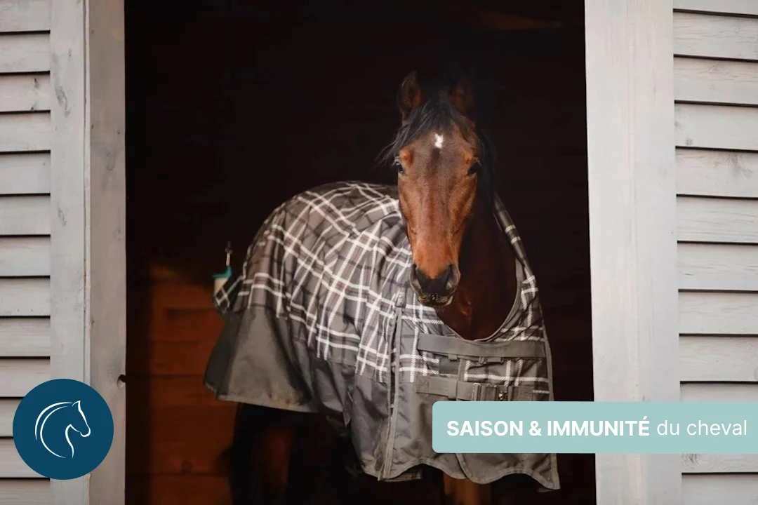 Changement de saison : détoxifier et booster l’immunité du cheval