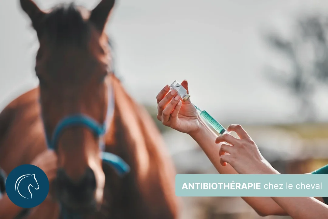 Antibiothérapie lourde du cheval, nettoyer l'organisme