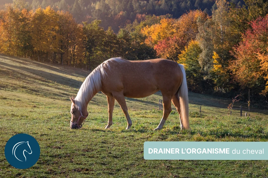 Drainer l'organisme du cheval : quand et comment ?