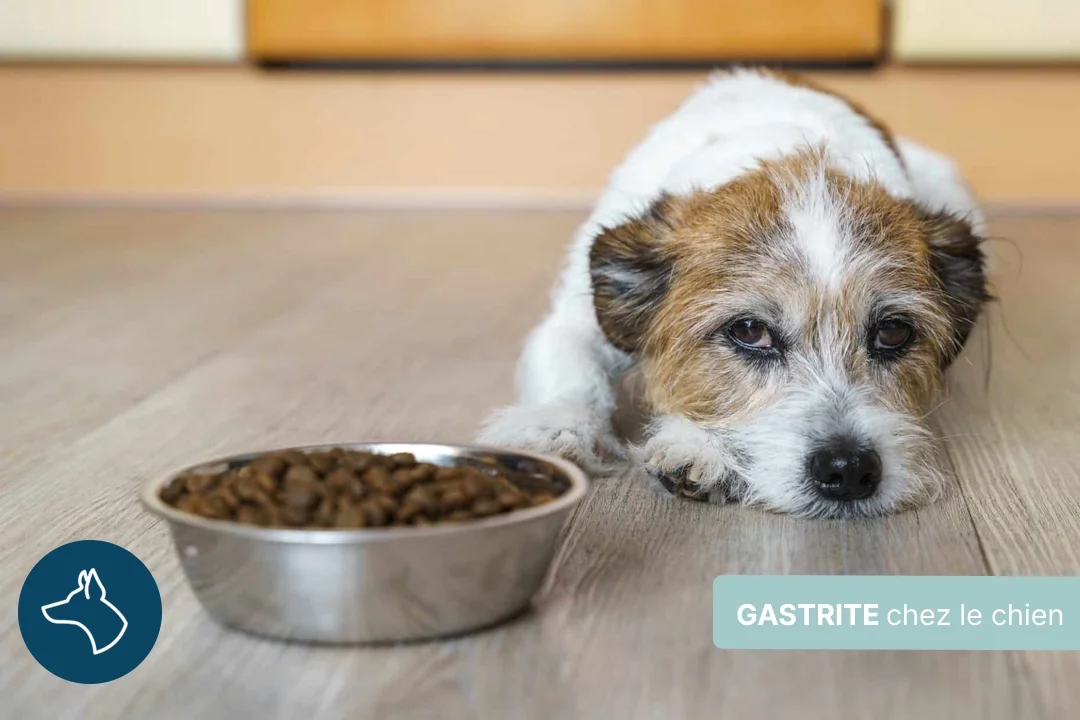 Gastrite du chien, symptômes et solutions