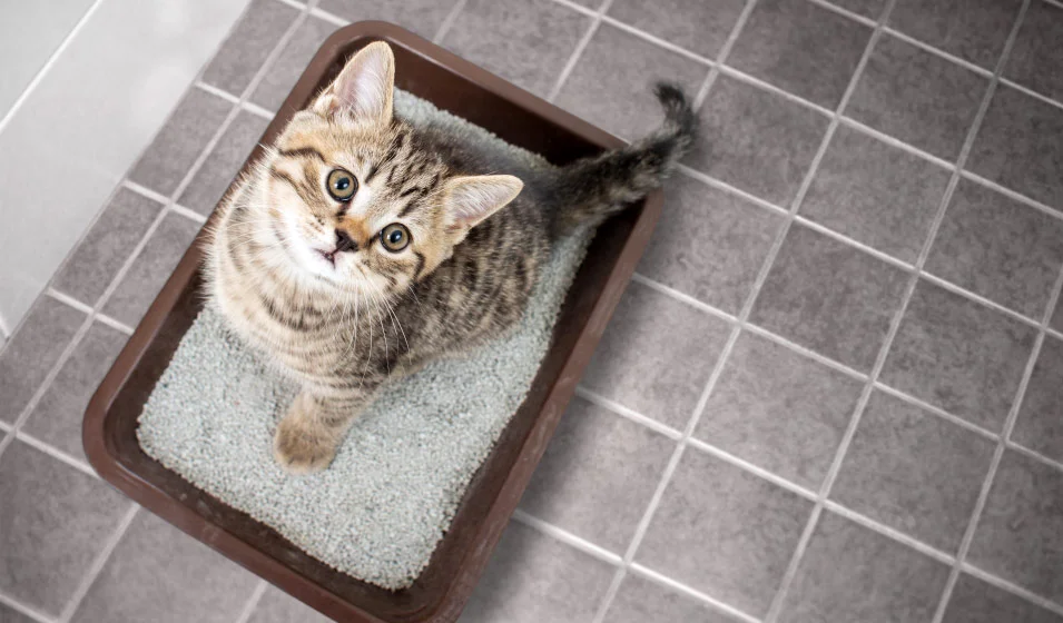 Drainage hépato-rénal chez le chat
