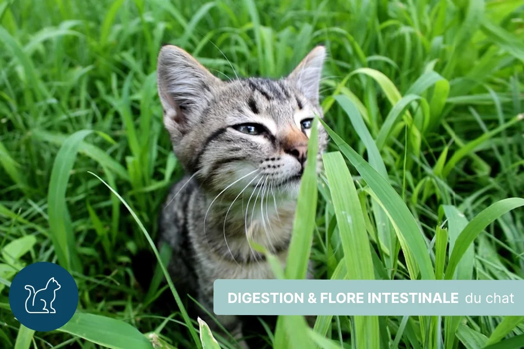 Digestion et diarrhée du chat, zoom sur la flore intestinale
