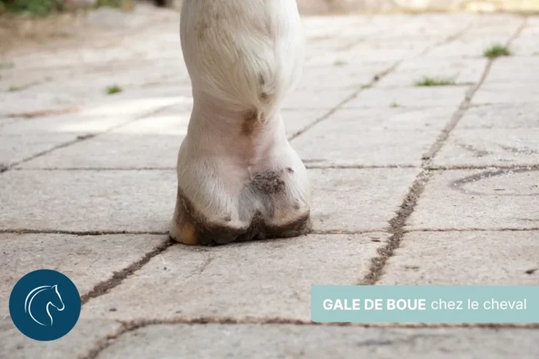 Gale de boue (Dermatophilose) cheval, symptômes et traitement