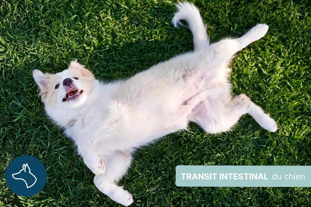 Transit intestinal du chien : les bons réflexes