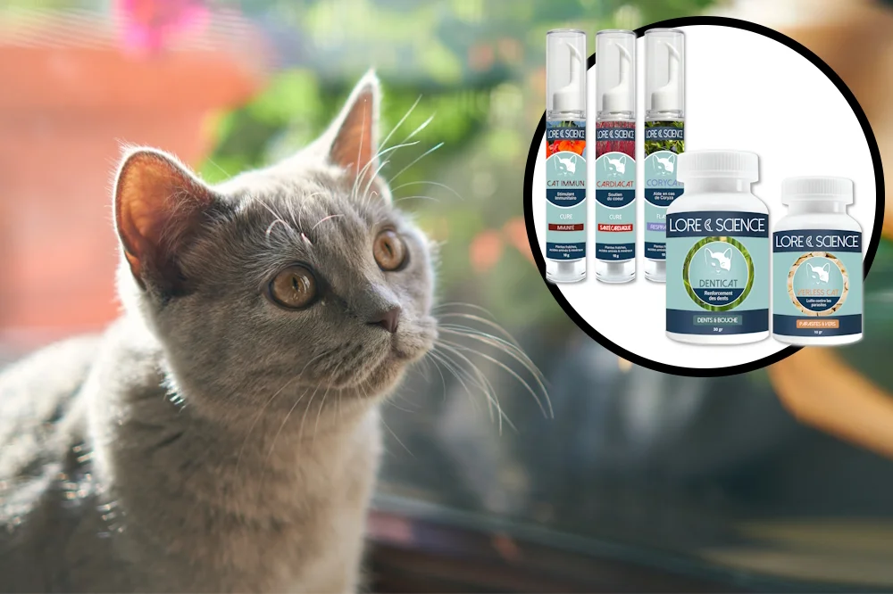 BLACK FRIDAY compléments chats