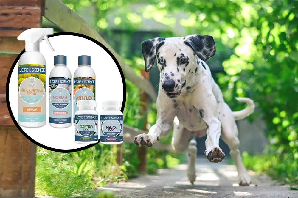 BLACK FRIDAY compléments chiens