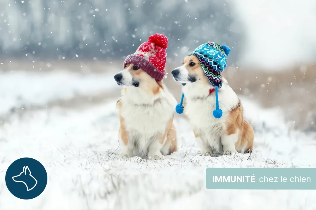 Défense immunitaire du chien, comment les renforcer