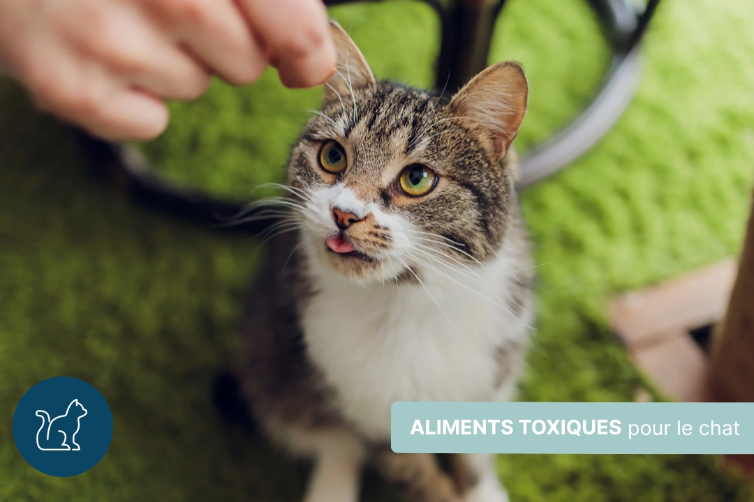 Les aliments toxiques pour les chats à éviter absolument