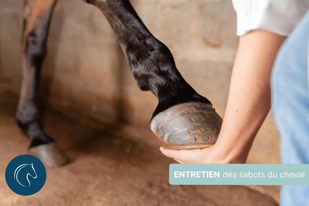 Entretien de la corne des sabots du cheval : quelles solutions ?