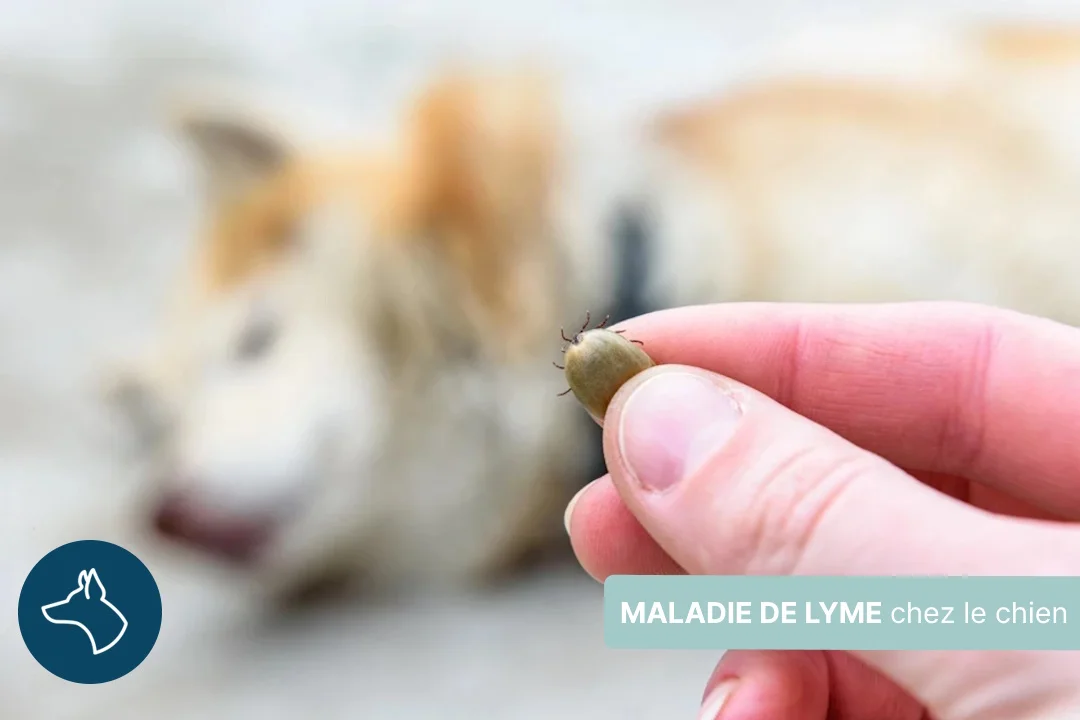 Maladie de Lyme chez le chien, symptômes et solutions